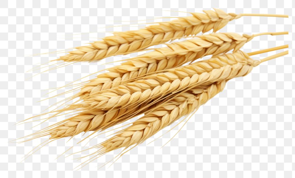 PNG Wheat food white background agriculture. AI generated Image by rawpixel.