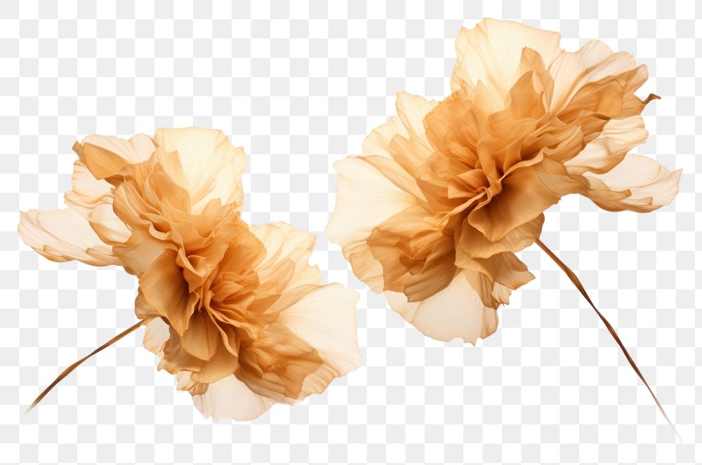 PNG Ink gold carnations flower plant white background. AI generated Image by rawpixel.