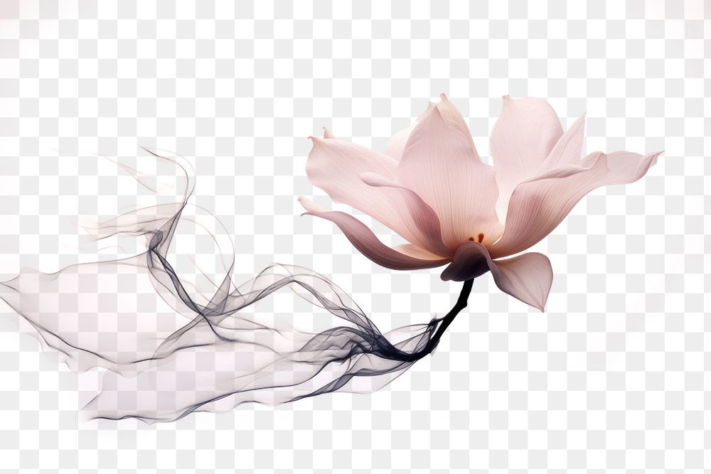 PNG Ink magnolia flower drawing sketch petal. AI generated Image by rawpixel.