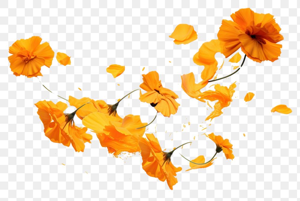 PNG Ink marigolds flower petal plant. AI generated Image by rawpixel.