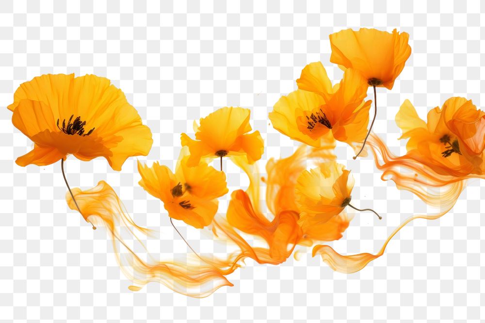 PNG Ink marigolds flower petal poppy. AI generated Image by rawpixel.