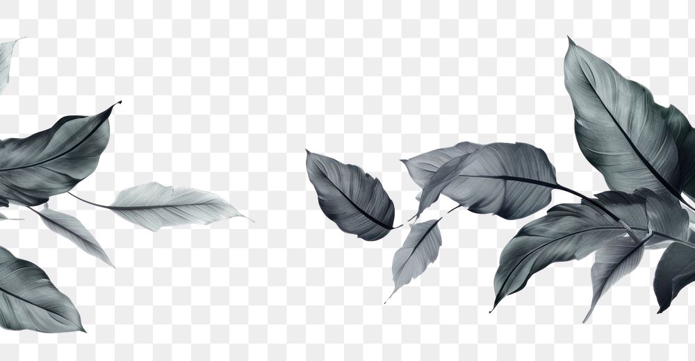 PNG Ink tropical leaves backgrounds sketch plant. AI generated Image by rawpixel.
