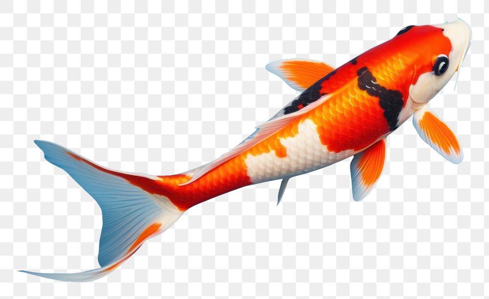 PNG  Koi fish animal underwater goldfish. AI generated Image by rawpixel.