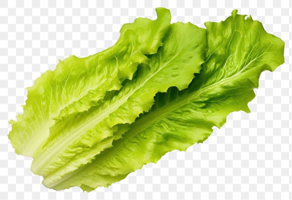 PNG Vegetable lettuce plant food.