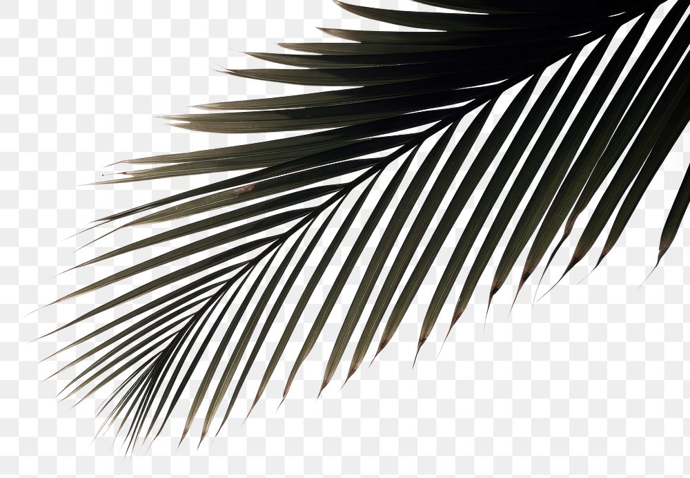PNG  Palm sunlight outdoors nature. AI generated Image by rawpixel.