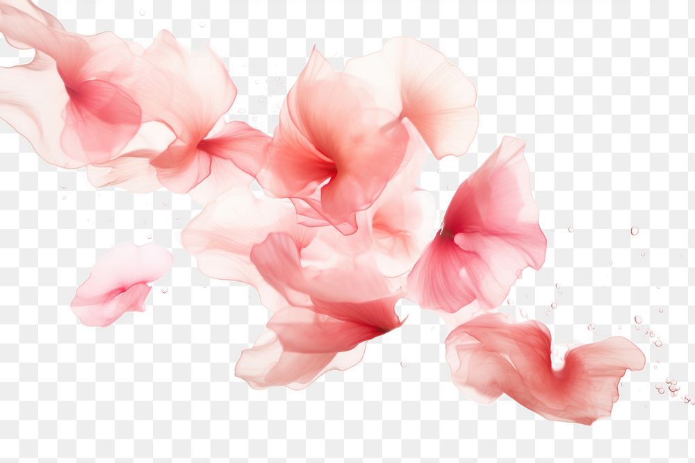 PNG Pink blurry petals backgrounds flower splattered. AI generated Image by rawpixel.