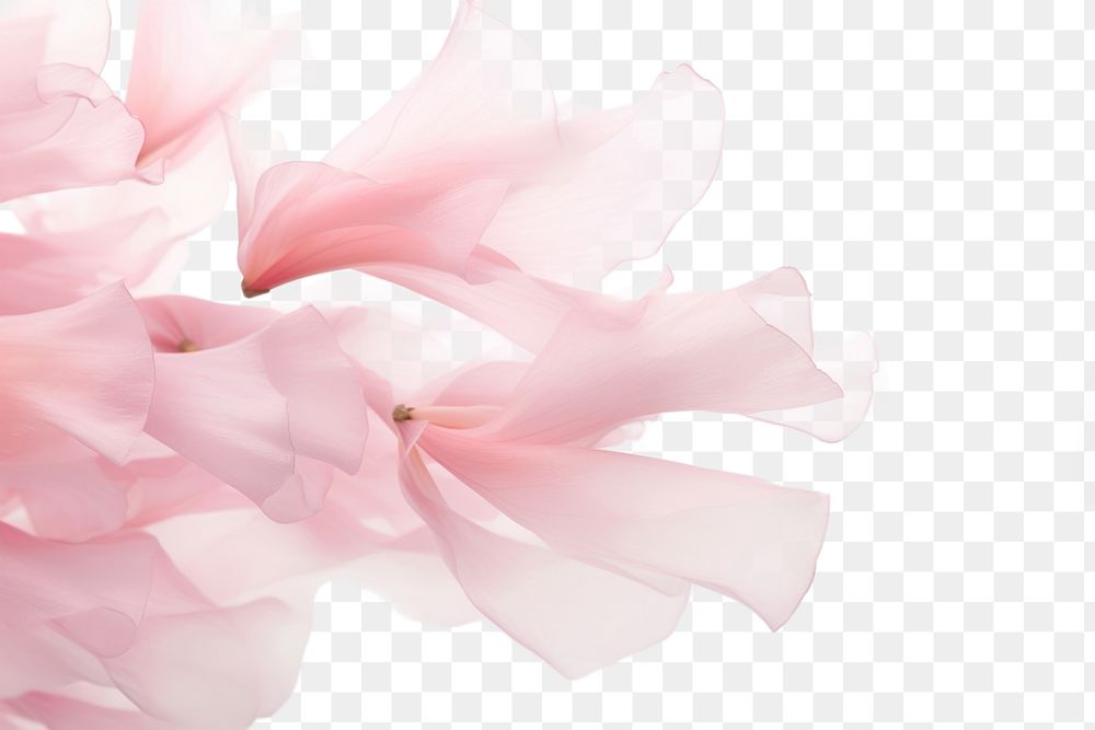 PNG *pink petals* flying, blurry background, white background --ar 3:2