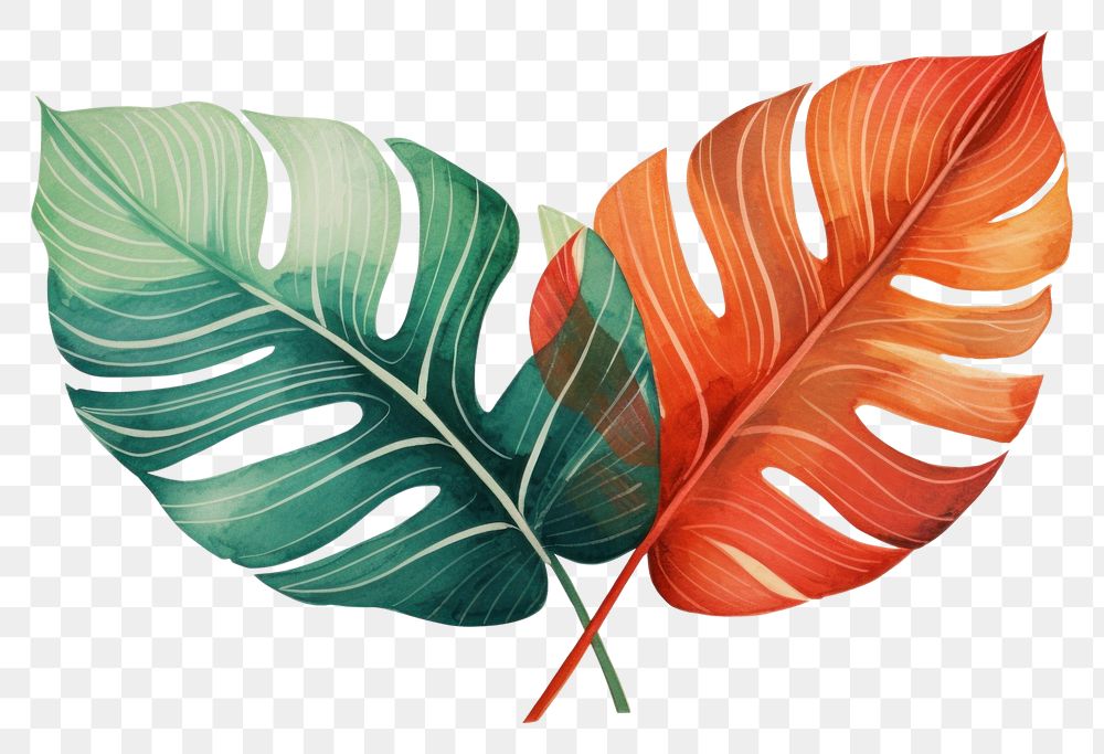 PNG Tropical leaf plant white background creativity. 