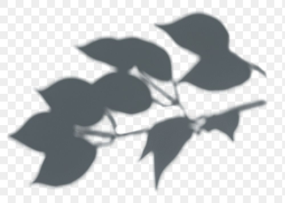 PNG Shadow of leaves, transparent background