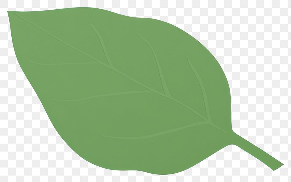 PNG Green leaf plant white background clothing.