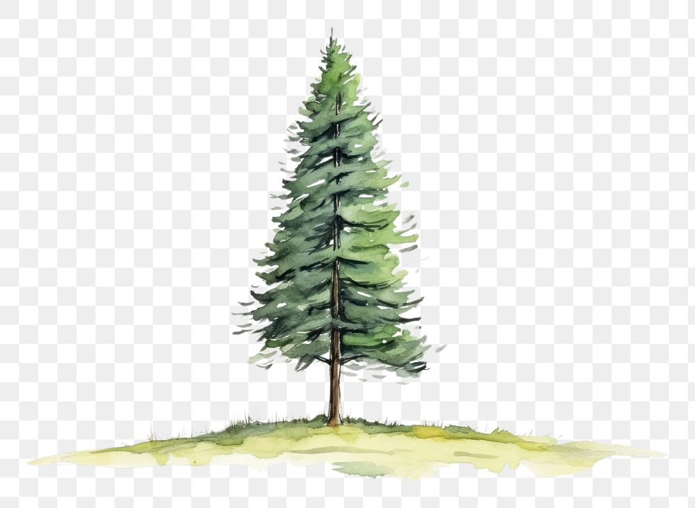 PNG  Pine tree sketch plant fir.