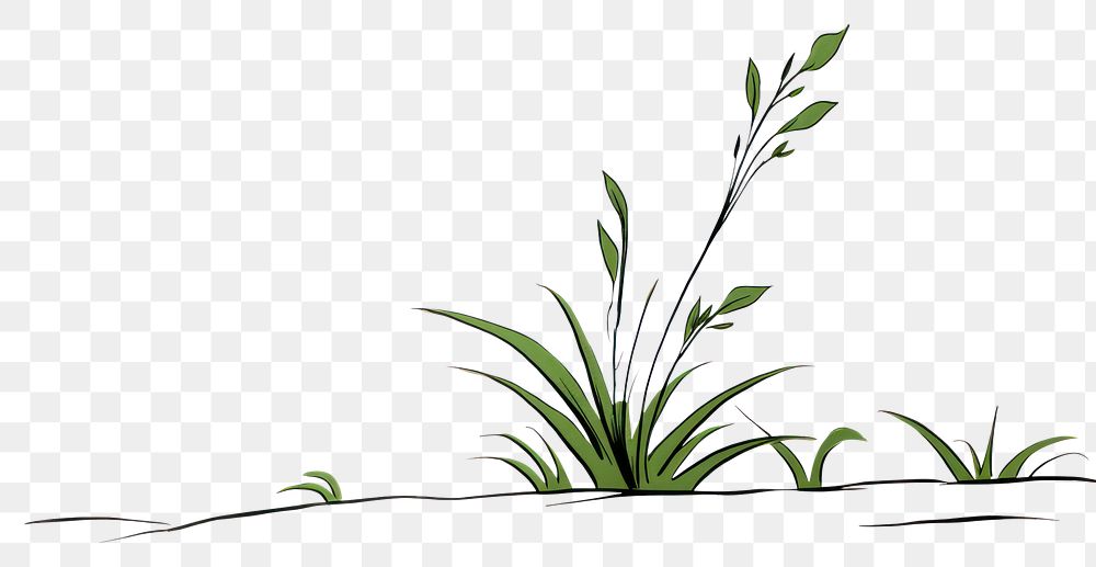 PNG  Plant sketch grass line.