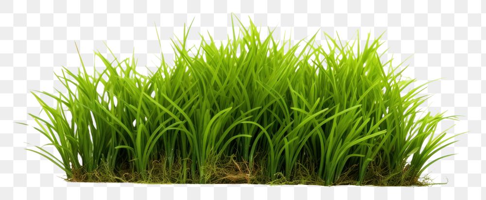 PNG Grass plant field lawn.