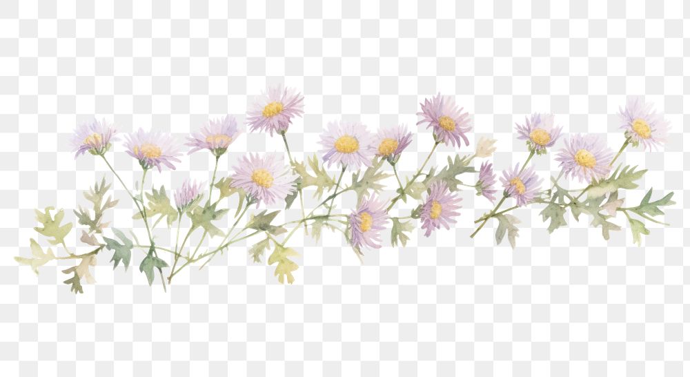 PNG Tiny asters divider watercolour illustration blossom flower plant.
