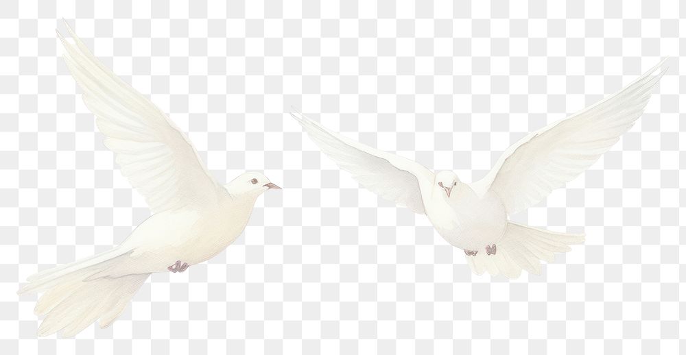 PNG White birds as divider watercolour illustration animal pigeon white background.