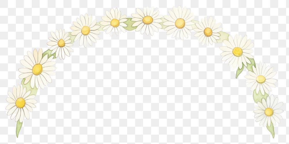 PNG Daisies as semicircle shape pattern flower daisy.