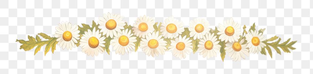 PNG Daisies pattern plant white background.