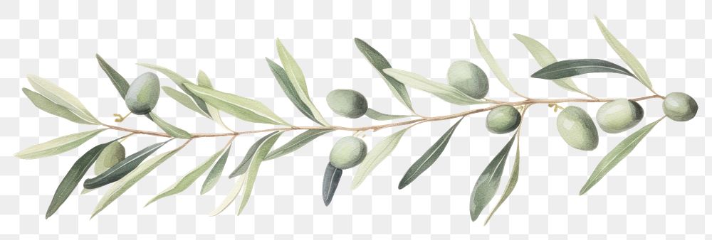 PNG Olives branch plant herbs leaf.