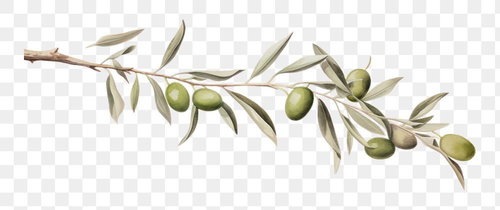 PNG Olives branch plant leaf tree.