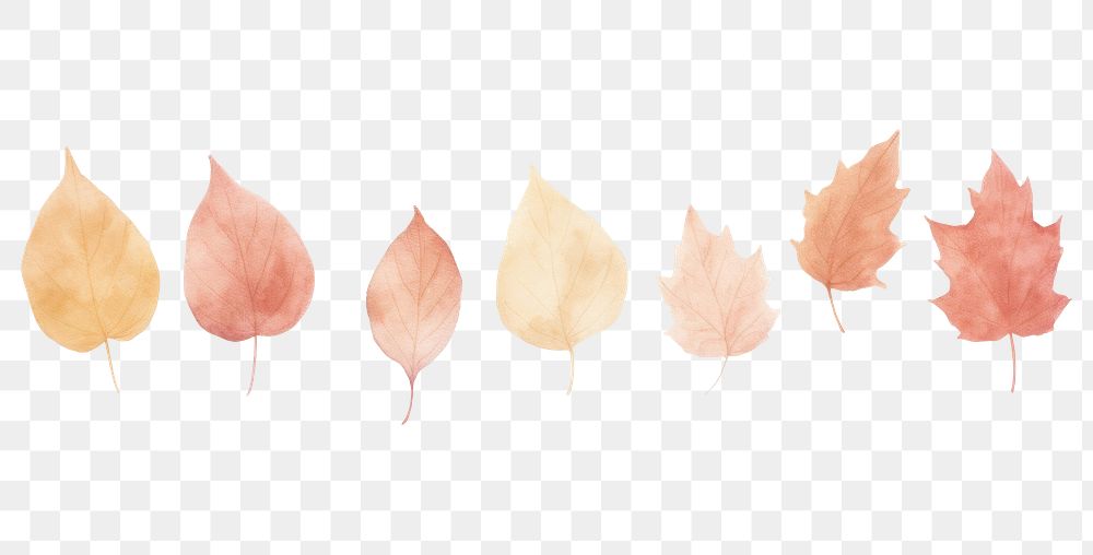 PNG Autumn leaves as divider watercolour illustration plant leaf white background.