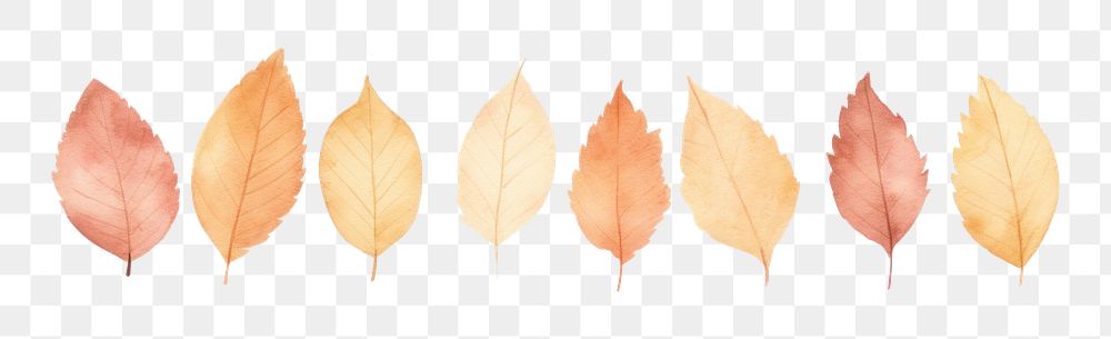 PNG Autumn leaves symmetric watercolour illustration plant leaf white background.