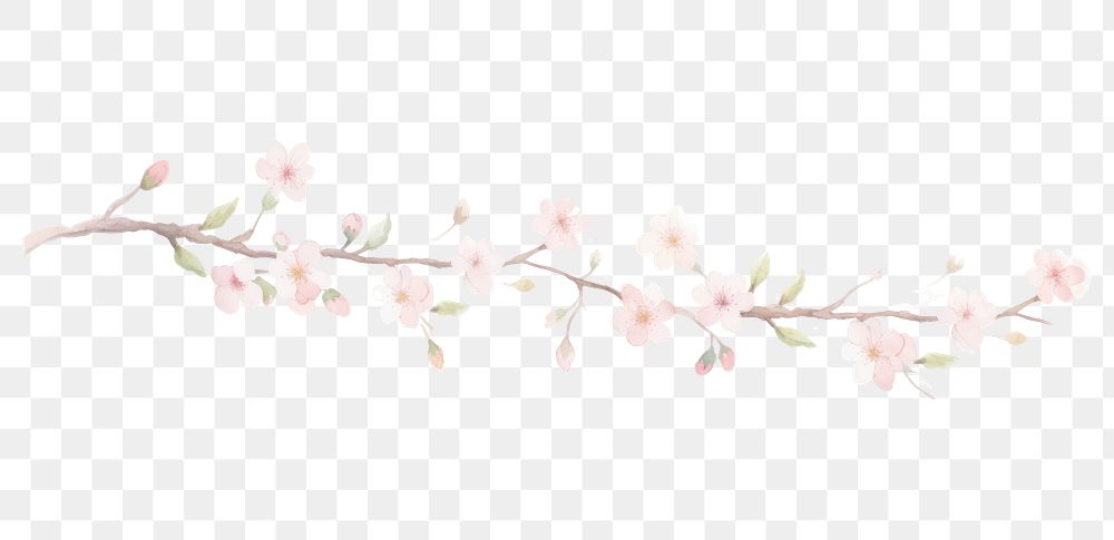 PNG Cherry blossoms as divider watercolour illustration flower plant white background.