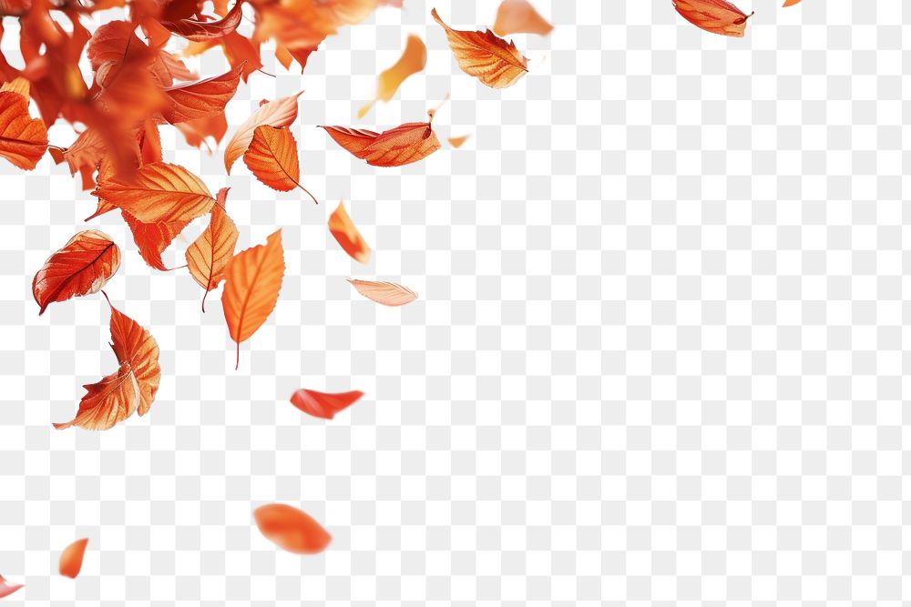 PNG Flying autumn leaves border backgrounds petal plant.