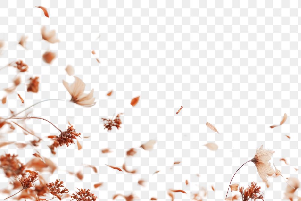 PNG Flying dried flowers border backgrounds outdoors nature.