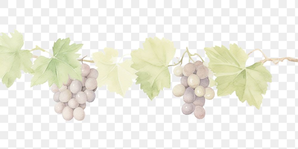 PNG Cute grapes and grape leaves as divider watercolour illustration plant leaf vine.