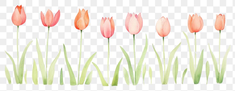 PNG Cute tulips as divider line watercolour illustration flower plant petal
