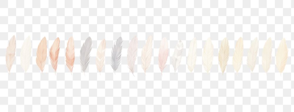 PNG Feathers as divider line watercolour illustration backgrounds white background recreation.