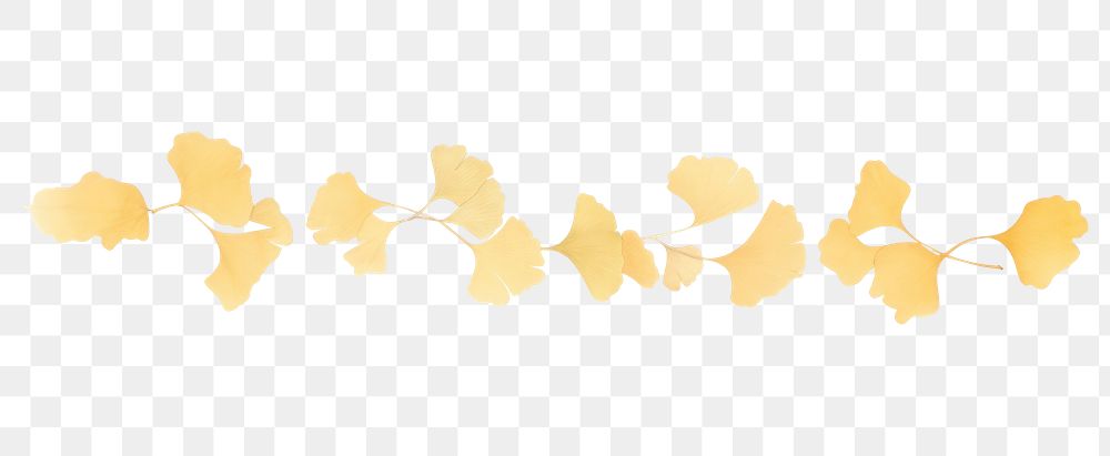 PNG Gingko leaves line as divider line watercolour illustration plant petal leaf.