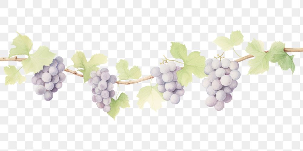 PNG Grapes and grape leaves divider watercolour illustration plant vine food.