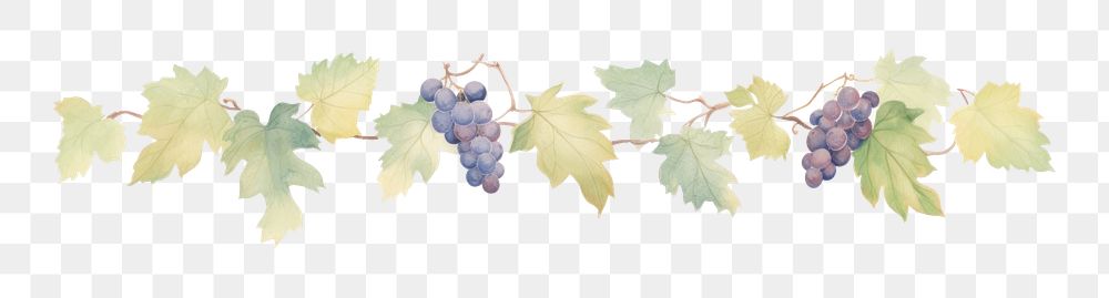 PNG Grapes and grape leaves divider watercolour illustration plant vine leaf.