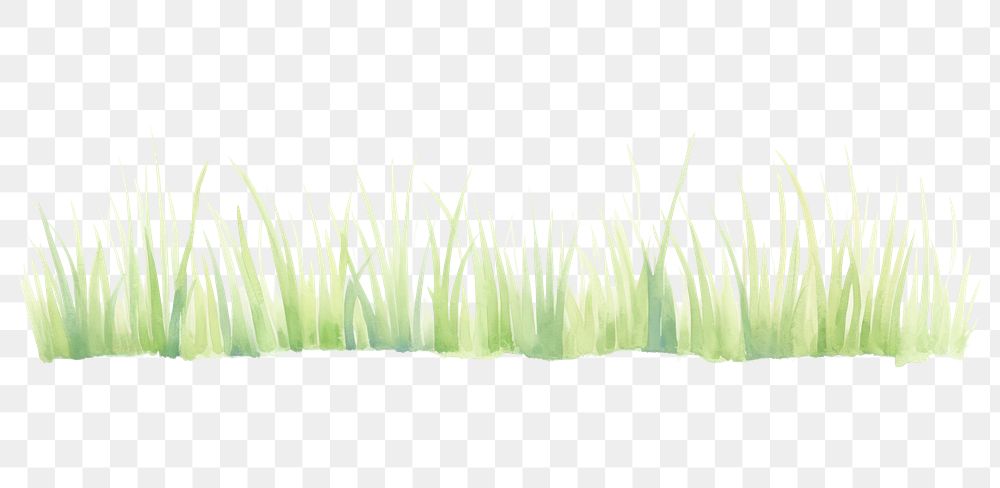 PNG Grass as divider line watercolour illustration outdoors plant white background.