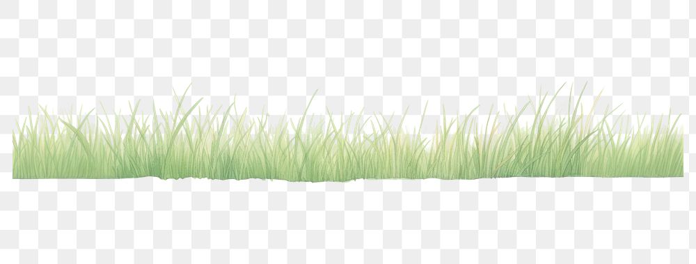 PNG Grass as divider line watercolour illustration outdoors nature plant.