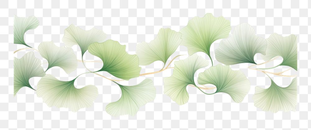 PNG Green gingkoes lines divider watercolour illustration backgrounds pattern plant.