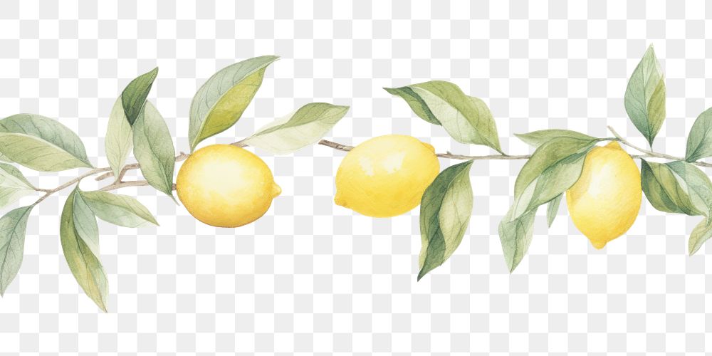 PNG Lemons and lemon leaves as divider line watercolour illustration fruit plant food.