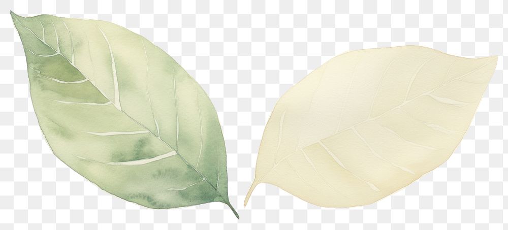 PNG Leaves with lines divider watercolour illustration plant leaf white background.