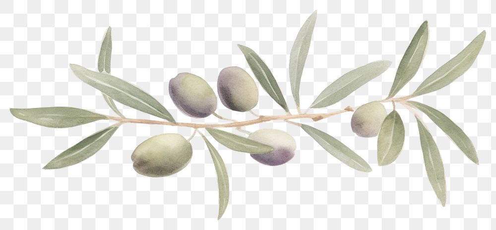 PNG Olives and olive leaves as divider line watercolour illustration plant food leaf