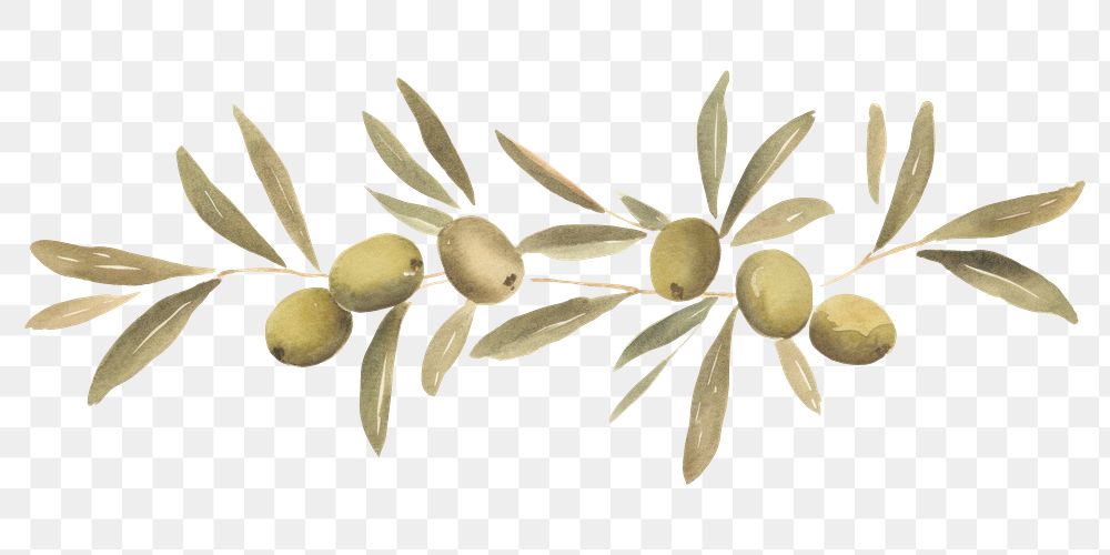 PNG Olives and olive leaves symmetric watercolour illustration plant leaf white background.