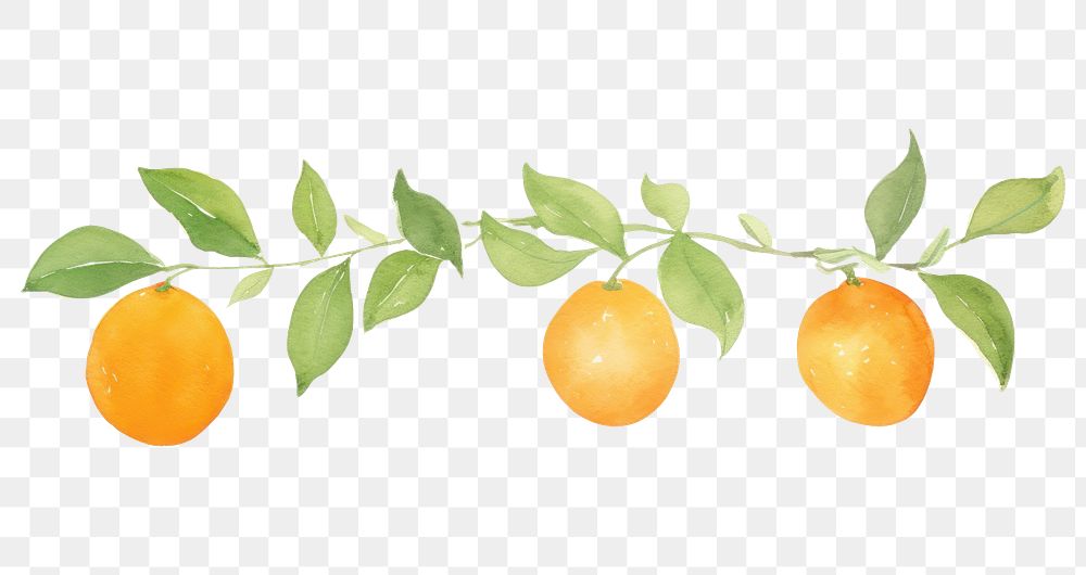PNG Oranges and oranges leaves as divider line watercolour illustration fruit lemon plant.