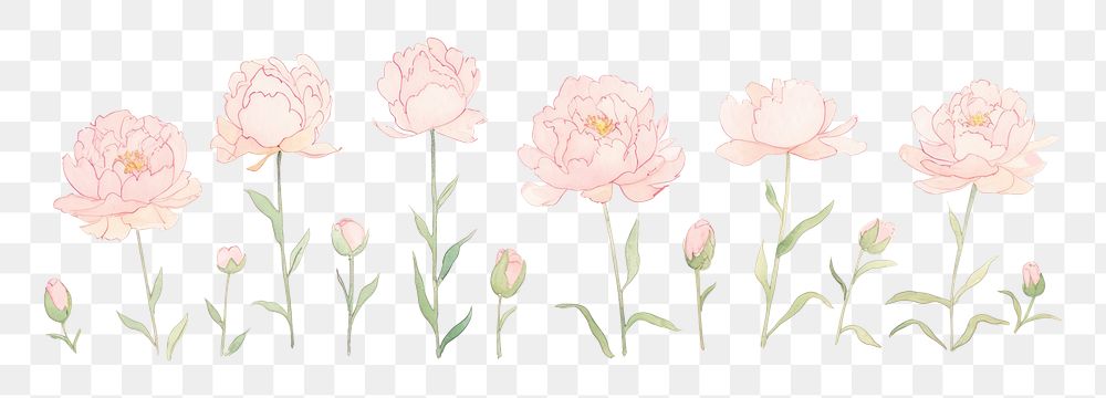 PNG Peonies line as divider line watercolour illustration pattern flower plant.