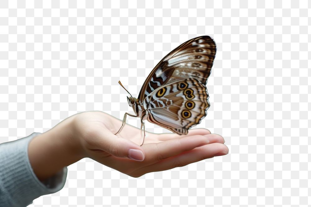 PNG  Butterfly hand animal insect. AI generated Image by rawpixel.