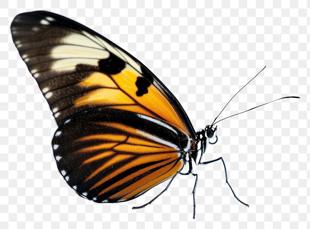 PNG  Tiger butterfly animal insect white background. AI generated Image by rawpixel.