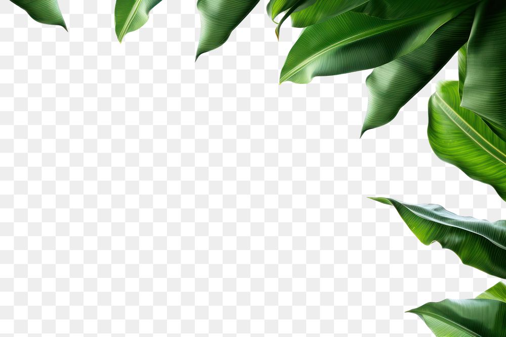 PNG  Banana leaves backgrounds nature plant.