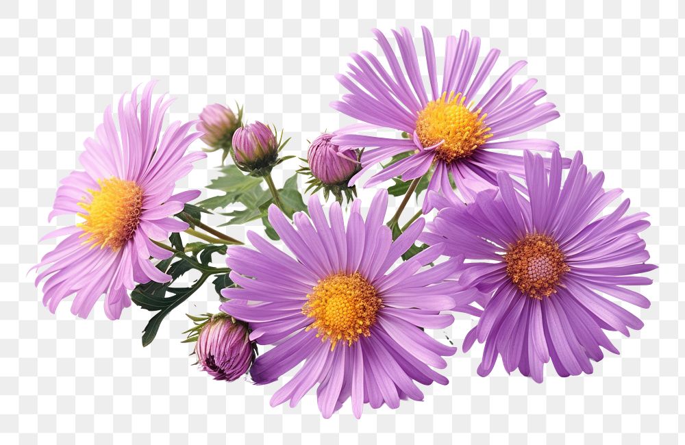 PNG Aster blossom flower plant