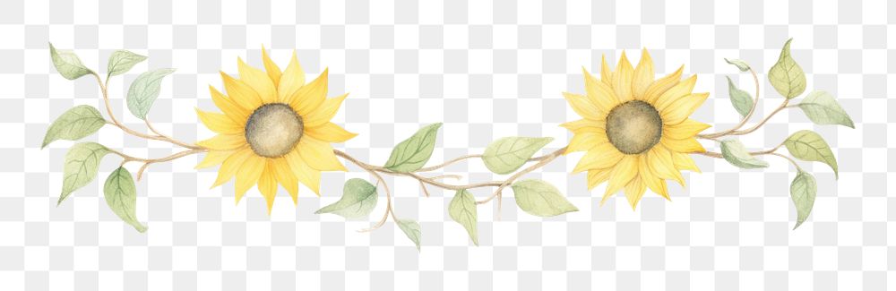 PNG Sunflower symmetric watercolor illustration plant inflorescence creativity.