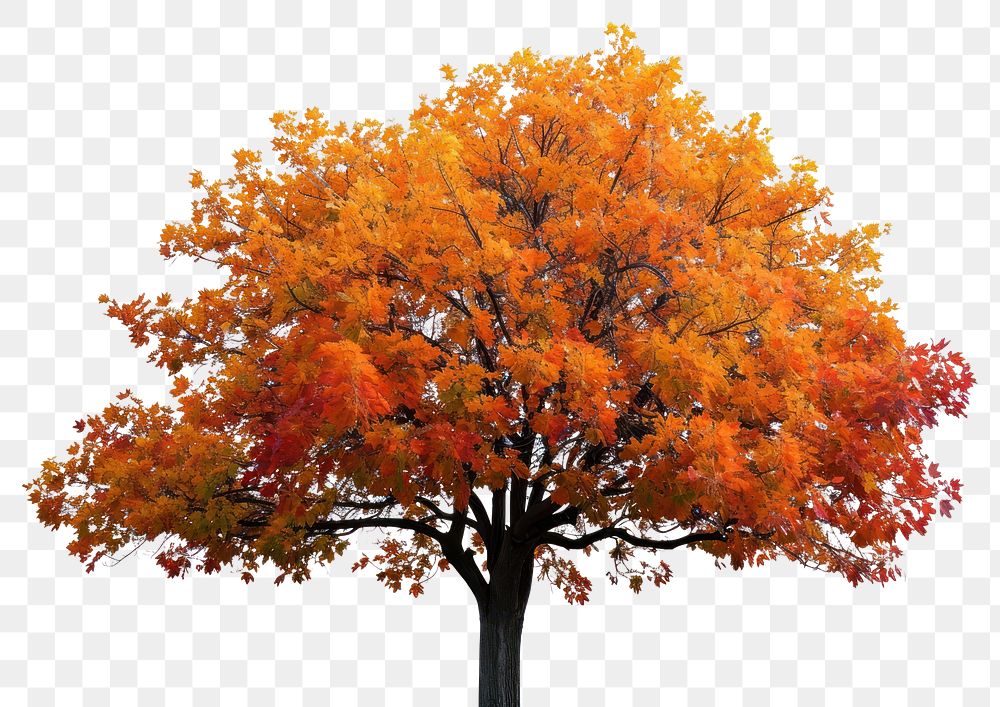 PNG  Autumn tree plant maple leaf. AI generated Image by rawpixel.