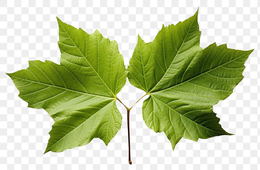 PNG  Leaf plant maple tree. AI generated Image by rawpixel.